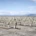 A field with rows of young olive trees planted in neat lines on dry soil. - Olive Oil Times