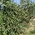 Olive tree branches with green olives growing on them in a field. - Olive Oil Times