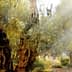 Several ancient olive trees with gnarled trunks and lush green foliage in a garden setting. - Olive Oil Times