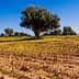 Olive trees in a field with flowering ground and clear blue sky. - Olive Oil Times