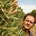 Man reaching for olives on a branch of an olive tree in an orchard. - Olive Oil Times