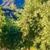 Olive trees with lush green foliage in a natural setting with hills in the background. - Olive Oil Times