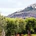 Olive trees in the foreground with a hilltop village in the background under a cloudy sky. - Olive Oil Times