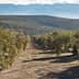 Rows of olive trees in a landscape view of an olive grove in Andalusia, with mountains in the background. - Olive Oil Times