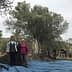 Two women standing in an olive grove with olive trees and workers in the background. - Olive Oil Times