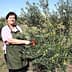A woman in an apron harvesting olives from a tree in an olive grove. - Olive Oil Times