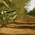 Close-up of an olive tree branch featuring green olives and leaves in a blurred orchard background. - Olive Oil Times