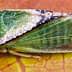 Close-up of a green spittlebug resting on a leaf with visible details of its wings and body. - Olive Oil Times