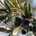 A close-up view of black olives growing on an olive branch with green leaves. - Olive Oil Times