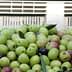A pile of green and purple table olives with leaves in a container. - Olive Oil Times