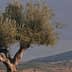 An olive tree stands prominently with a mountainous landscape in the background under a cloudy sky. - Olive Oil Times