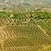 Aerial view of olive groves in a mountainous region of Spain with rows of olive trees. - Olive Oil Times
