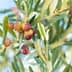 Close-up of an olive branch featuring ripening olives in various colors. - Olive Oil Times