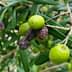 Cluster of green olive fruits growing on a branch among green leaves. - Olive Oil Times