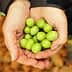 Two hands holding a collection of fresh green olives against a blurred background. - Olive Oil Times