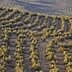 Aerial view of neatly arranged olive trees in rows on a hillside. - Olive Oil Times