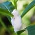 A white cocoon-like structure on a green plant stem surrounded by green leaves. - Olive Oil Times