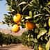 Orange trees with ripe oranges hanging from branches in an orchard setting. - Olive Oil Times