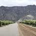 Dirt road flanked by olive trees with mountains in the background. - Olive Oil Times