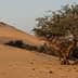 A solitary tree growing in a sandy desert landscape with dunes in the background. - Olive Oil Times