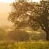 A solitary olive tree stands in a field during sunset, with soft golden light illuminating the landscape. - Olive Oil Times