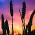 Silhouetted wheat stalks with a colorful sunset sky in the background. - Olive Oil Times