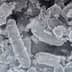 Microscopic view of Lactobacillus pentosus bacteria with a textured surface and irregular shapes. - Olive Oil Times