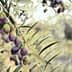 Close-up of an olive branch with clusters of ripe olives in various shades of green and purple. - Olive Oil Times