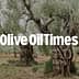 Ancient olive trees with gnarled trunks in an olive grove setting. - Olive Oil Times