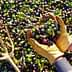 Person wearing gloves holding a mix of green and black olives above a pile of olives on the ground. - Olive Oil Times