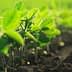 Close-up view of young green soybean plants growing in dark soil. - Olive Oil Times