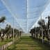Olive trees arranged in rows under a protective canopy in an agricultural setting. - Olive Oil Times