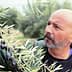 Man inspecting an olive branch with ripe olives in an olive grove. - Olive Oil Times
