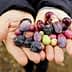 Two hands holding a variety of olives in different colors and sizes. - Olive Oil Times