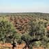 Expansive olive grove with rows of olive trees on a hillside under a clear sky. - Olive Oil Times