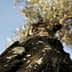 Close-up view of an olive tree trunk with textured bark and green leaves in the background. - Olive Oil Times