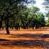 A landscape view of an olive grove featuring mature olive trees and dry ground. - Olive Oil Times