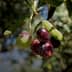 Close-up of an olive branch featuring ripe and unripe olives in various colors. - Olive Oil Times