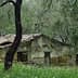 Old stone house with a weathered roof, partially covered by grass and trees. - Olive Oil Times