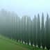 A row of tall cypress trees shrouded in fog, creating a serene and tranquil atmosphere. - Olive Oil Times