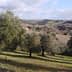 Olive trees growing in a hilly landscape with distant hills and cloudy sky. - Olive Oil Times