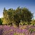 Olive trees growing among vibrant lavender fields in a rural landscape. - Olive Oil Times