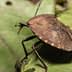 A close-up view of a brown bug resting on a green leaf with visible texture. - Olive Oil Times