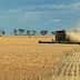A combine harvester working in a wheat field, with dust being kicked up during the harvest process. - Olive Oil Times