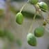 Close-up of green olive fruits growing on a branch of an olive tree. - Olive Oil Times