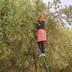 Individual on a ladder picking olives from a tree in an orchard. - Olive Oil Times