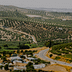 Aerial view of olive groves and a winding road in Baena, Spain, with scattered buildings. - Olive Oil Times