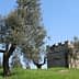 Olive trees surrounding a stone structure on a grassy hill under a clear blue sky. - Olive Oil Times