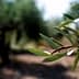 Close-up of an olive tree branch featuring green olives and elongated leaves. - Olive Oil Times