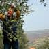 Man in a blue vest picking olives from an olive tree in a rural landscape. - Olive Oil Times